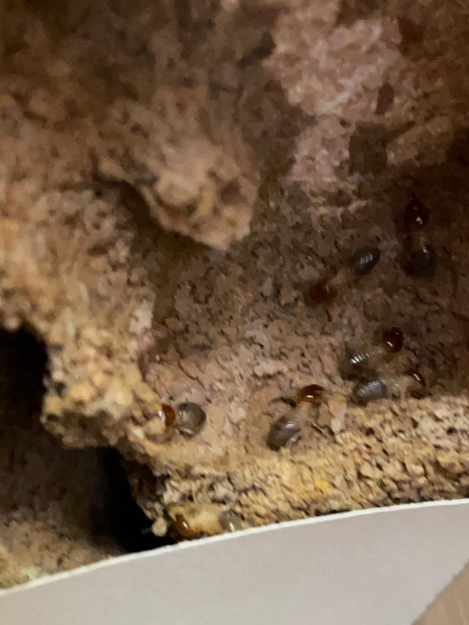 Termite infestation – why pest control matters